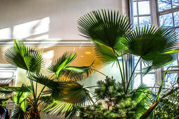 palm trees in the greenhouse