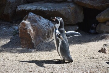 A Humboldt penguin (Spheniscus humboldti), at Avifauna in Netherlands.