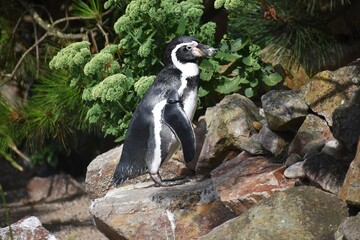 A Humboldt penguin (Spheniscus humboldti) standing on a rock.