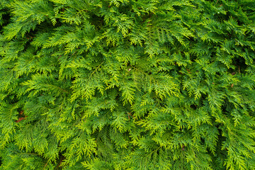 Fresh green pine leaves. Oriental Arborvitae. Thuja orientalis (also known as Platycladus...