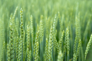 Green wheat field. Juicy fresh ears of young green wheat on nature in spring or summer field. Ears of green wheat close up. Background of ripening ears of a wheat field. Rich harvest concept