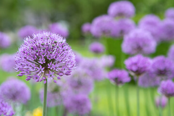 Fototapeta premium Purple allium flowers growing in a garden (Allium Giganteum)