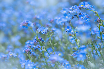Spring blooming of small blue forget-me-not flowers, blurred background, soft focus (Myosotis sylvatica, arvensis or scorpion grasses). Close-up of forget-me-not flowers