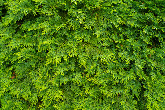 Fresh green pine leaves. Oriental Arborvitae. Thuja orientalis (also known as Platycladus orientalis). Leaf texture background for design foliage pattern and backdrop 