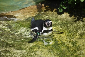 A Humboldt penguin (Spheniscus humboldti) swimming in a lake.