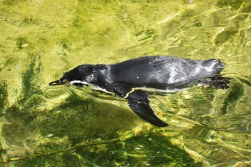 A Humboldt penguin (Spheniscus humboldti) swimming in a lake.