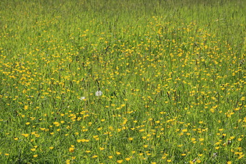 field of buttercups