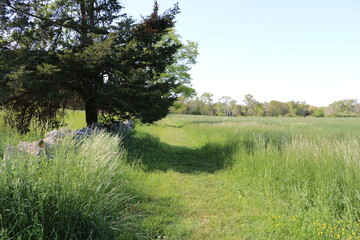 grassy path in field