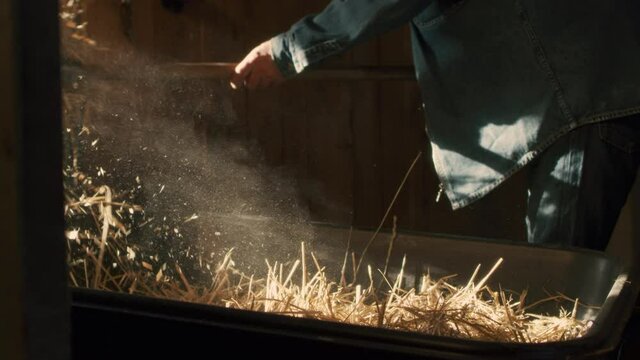 Crop farmer throwing hay from wheelbarrow