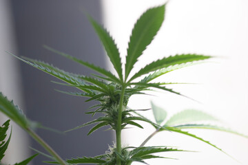 cannabis leaf background