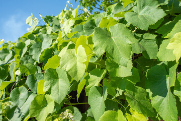 Grapevine leaves of a beautiful vine forming a natural background. selective focus.
