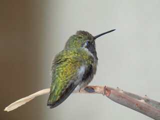 hummingbird on a branch