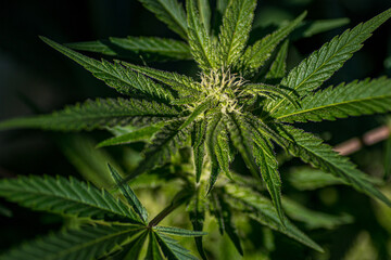 Fototapeta na wymiar cannabis leaf with flower. Purple Haze
