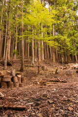 植林と伐採、森を守るための活動