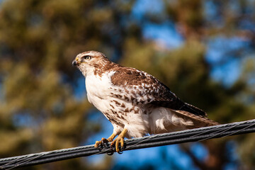 Female juvenile Red-tailed hawk (Buteo jamaicensis).