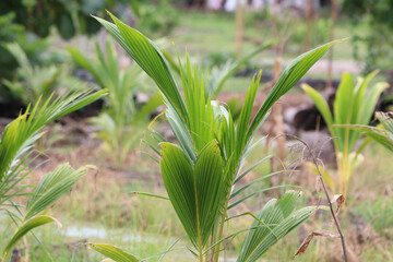 Obraz premium Young coconut trees with green leaves in the garden
