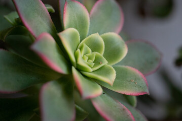 Closeup shot of beautiful succulent plant.