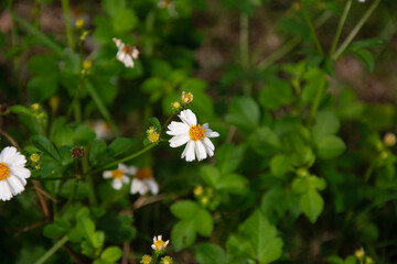 white daisy flower