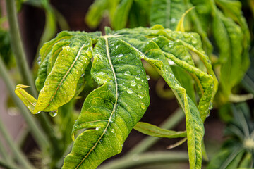 close up of green leaves