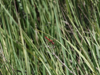 
dragonfly insect