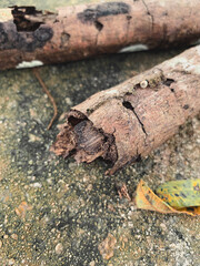 a lot of ants