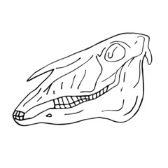 Vector hand drawn doodle sketch horse skull isolated on white background