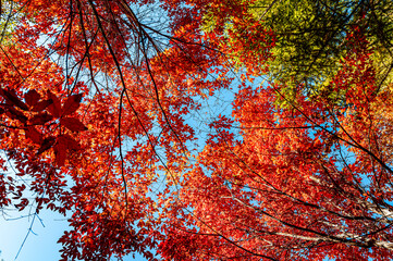 Autumn scenery of red leaves in Nanhu Park, Changchun, China