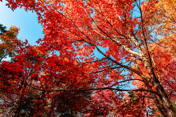 Autumn scenery of red leaves in Nanhu Park, Changchun, China