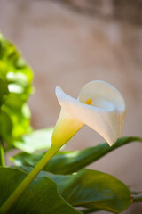 White flower of a calla lily or Zantedeschia aethiopica, image with copy space in the background