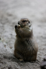 A portrait of prairie dog