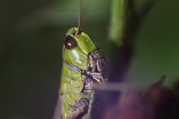 grasshopper