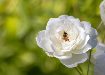 bee on a flower