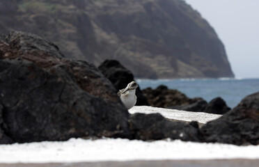 penguin on a rock