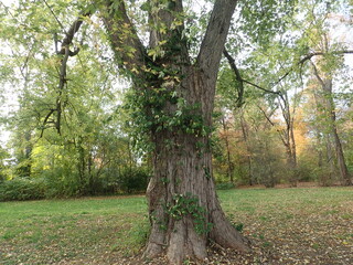 Gnarled old tree with a rugged trunk, its branches reaching into the serene sky, surrounded by lush greenery. Ideal for nature-themed projects, environmental campaigns, or tranquil background visuals.