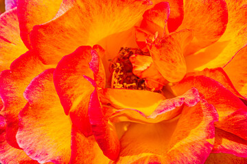 赤とオレンジのバラ