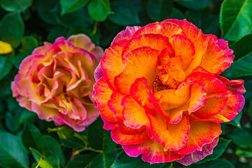 赤とオレンジのバラ