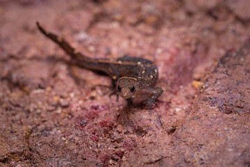 Meridian Gecko (Coleodactylus meridionalis)