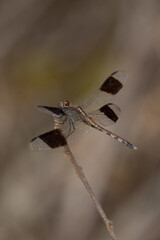 dragonfly on a branch