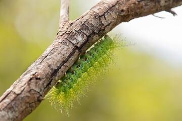 green caterpillar on a branch