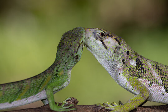 Couple of Common Monkey Lizard (Polychrus marmoratus)
