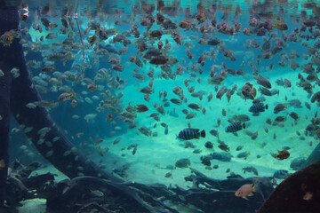 ryby pod wodą