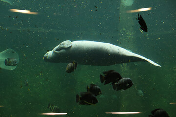 foka w zoo pod wodą - obrazy, fototapety, plakaty