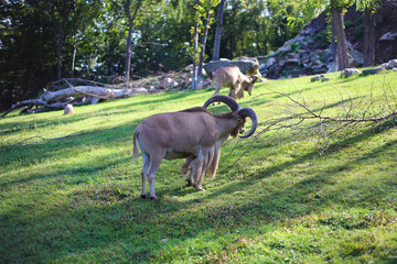koziorożec © Michał.S-FOTO