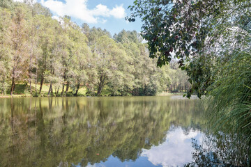 Fototapeta na wymiar Lake water in forest river at summer. Green grass landscape