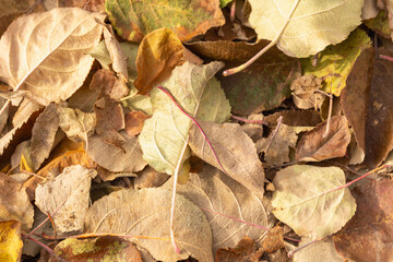 Autumn leaves in a heap on the ground.