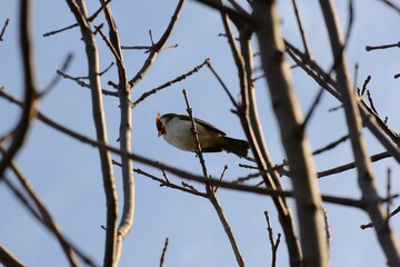 a bird between branches