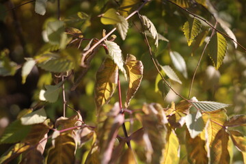 autumn pictures fall