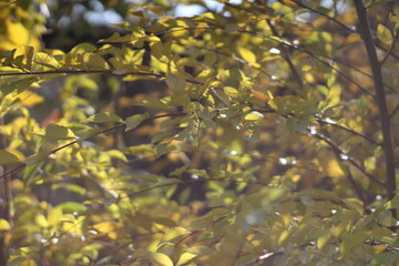 autumn pictures fall