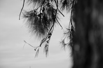 pine branches in the wind