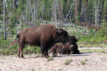 Yellowstone National Park Bison Resting